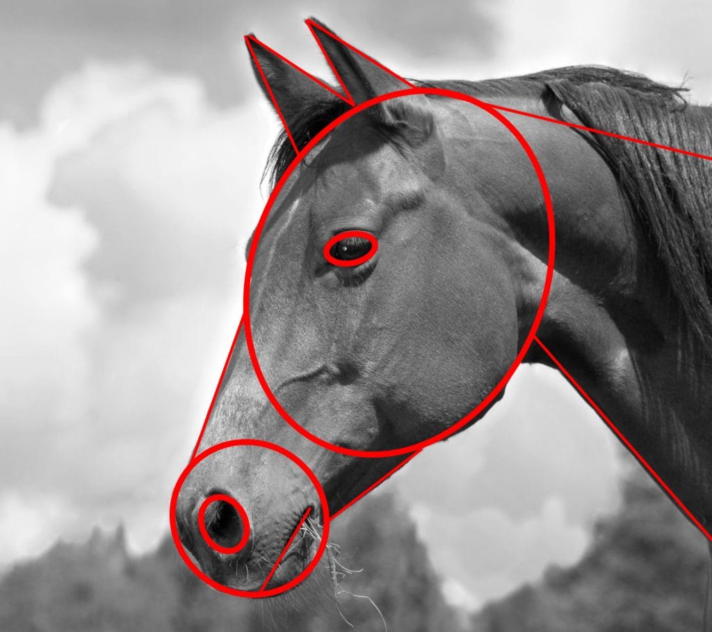 Esboço do mesmo cavalo decomposto em formas geométricas básicas