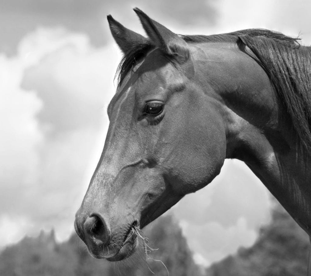 Referência de cavalo usada para demonstrar o método das formas geométricas no desenho